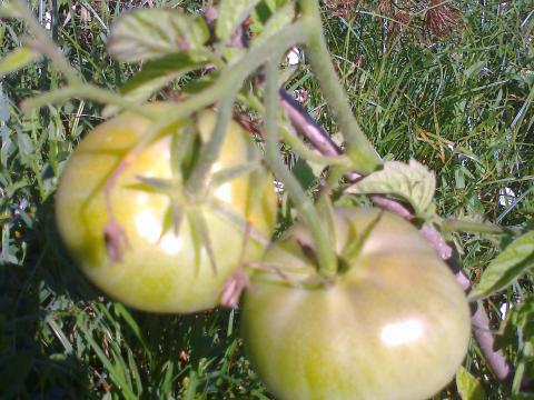 Os tomates já estão quase a ficar coradinhos!